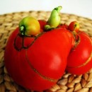 tomato_mutant